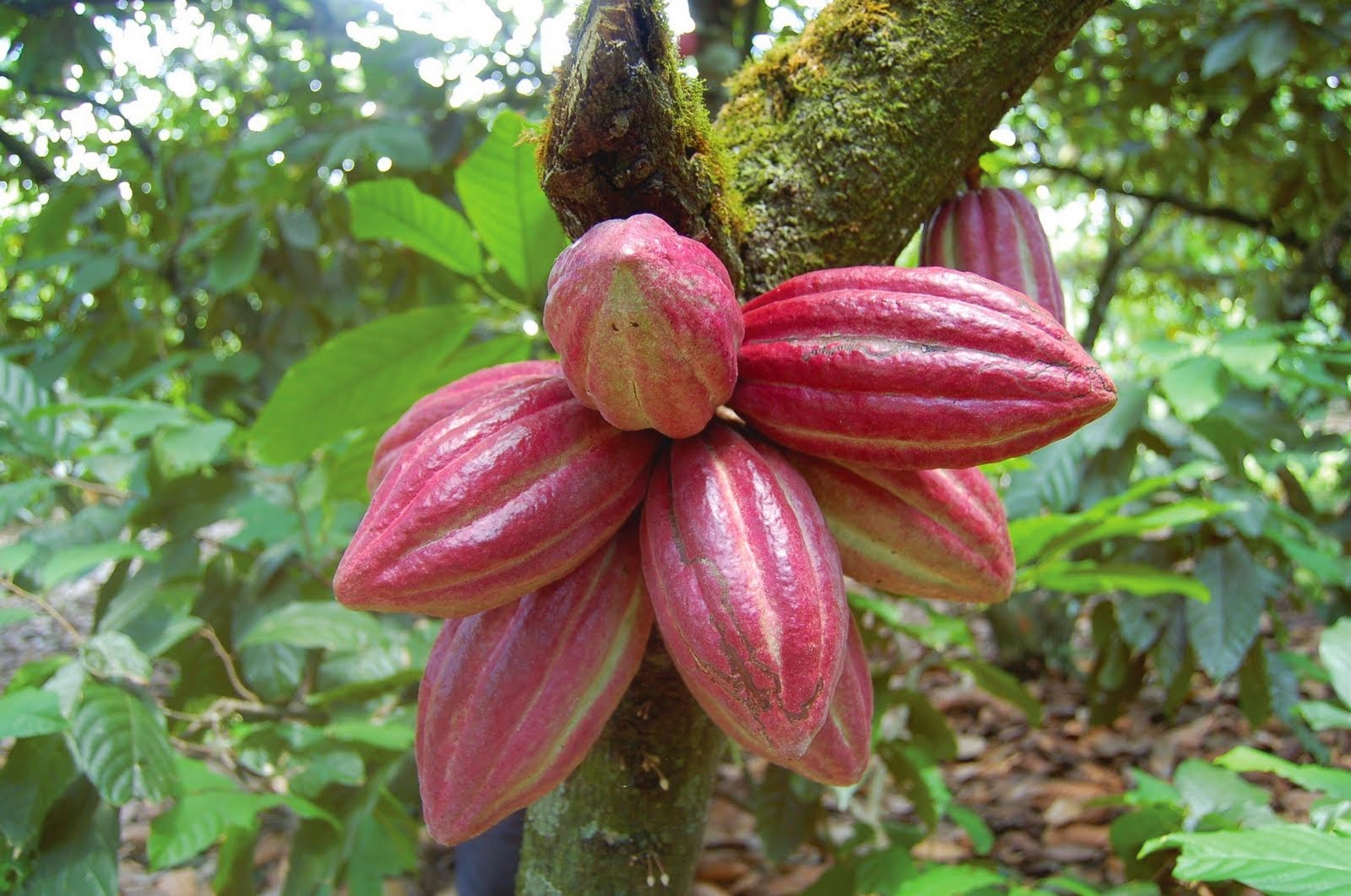 Variedades de semillas de cacao