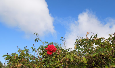 A Single Red Rose in Bloom, © B. Radisavljevic
