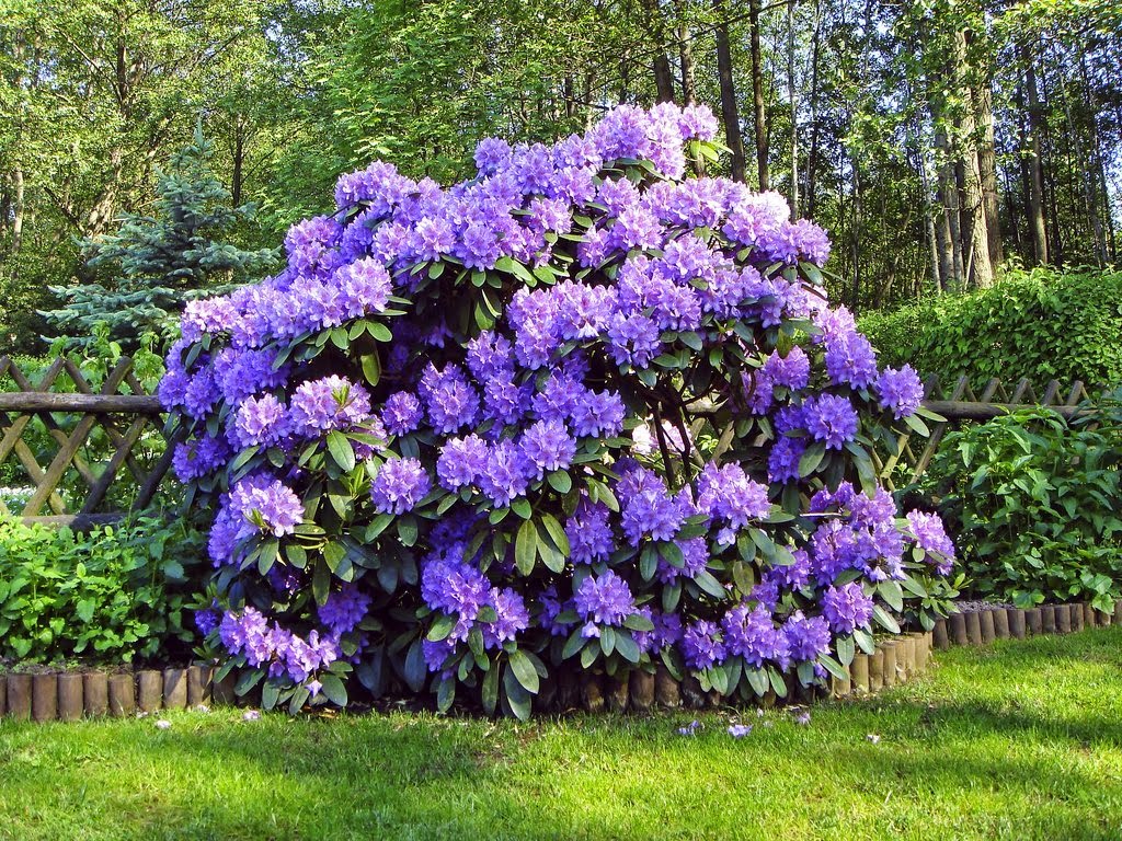 A Guide To Northeastern Gardening June 2019