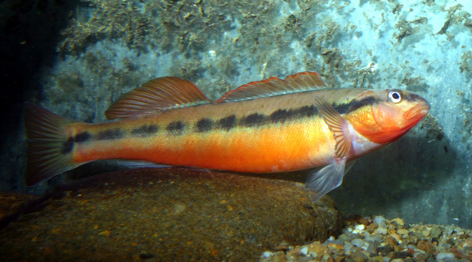 Fish Girl Writes The Beauty in your Backyard