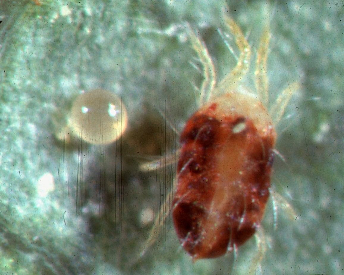 Araña roja del tomate