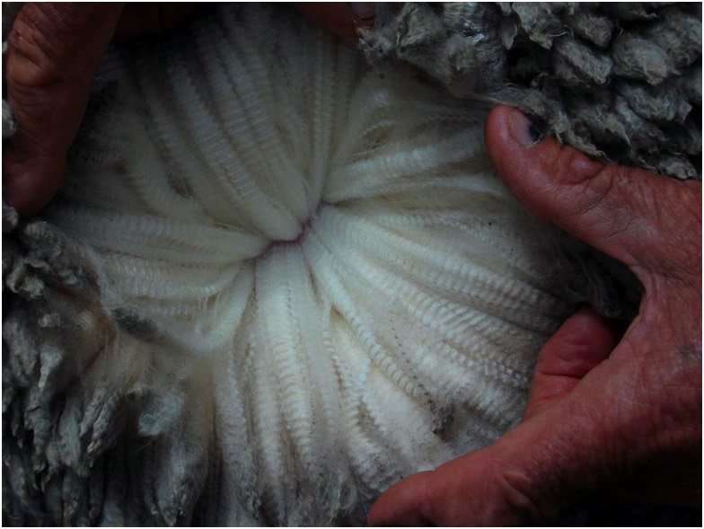 Merino Sheep Wool