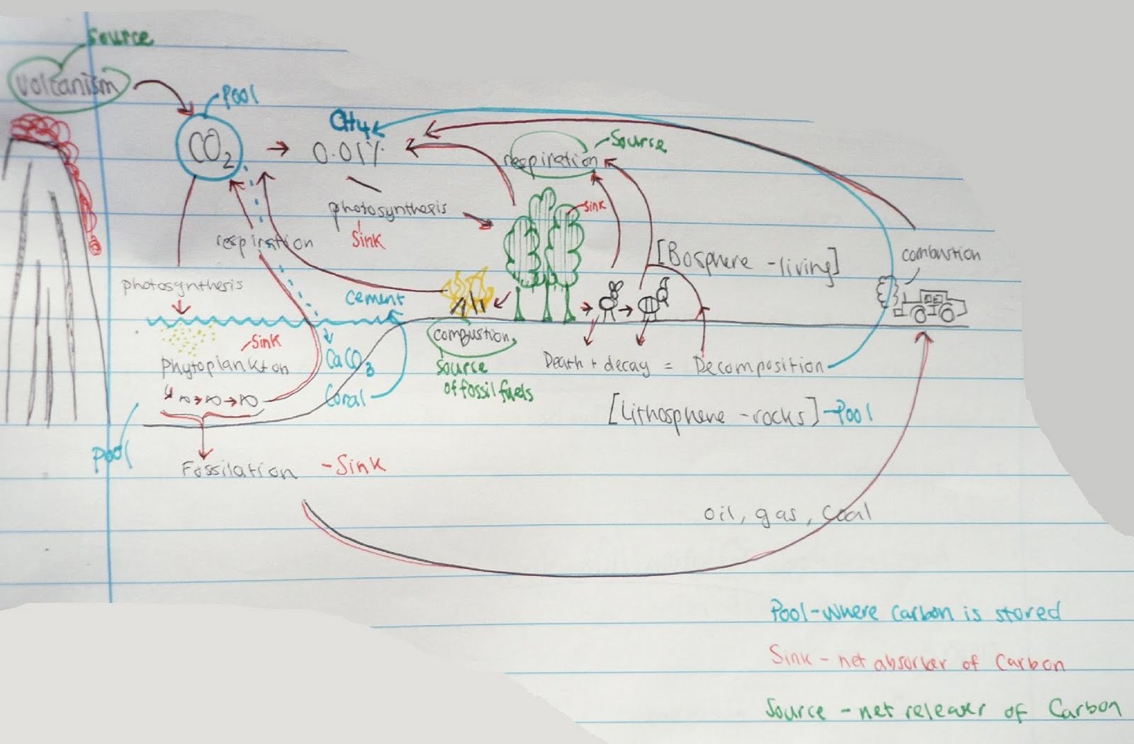 Tiffany's Biology Blog: The carbon cycle involves both the production