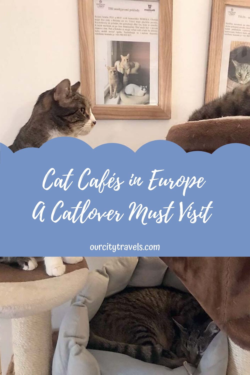 Cat Cafés in Europe A Catlover Must Visit