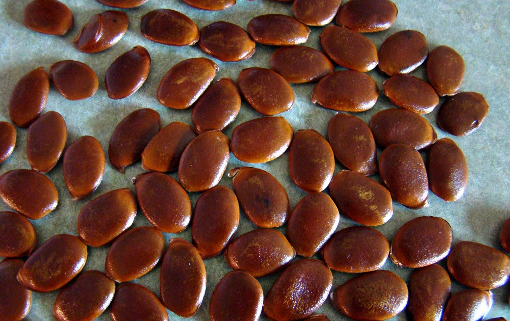 Rurification Persimmon Seeds