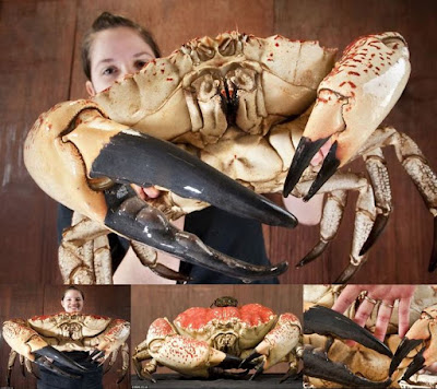 Tasmanian Crab