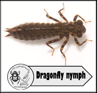 حورية الرعاشات الكبيرة Dragonfly nymph 1