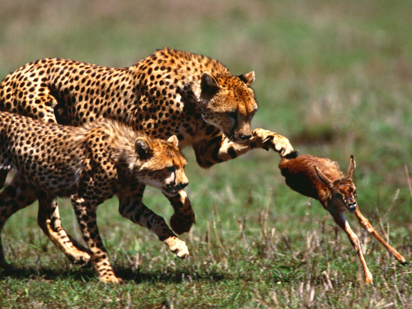 The Speed of the Cheetah | Life in the Wild