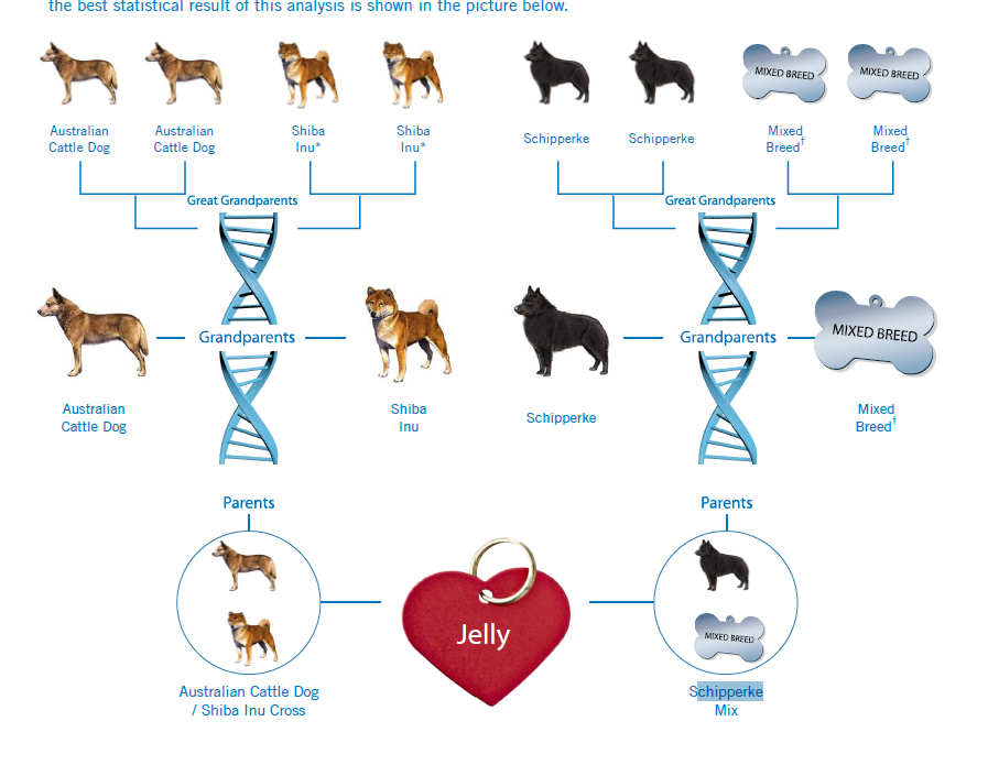 what is my dog mixed with