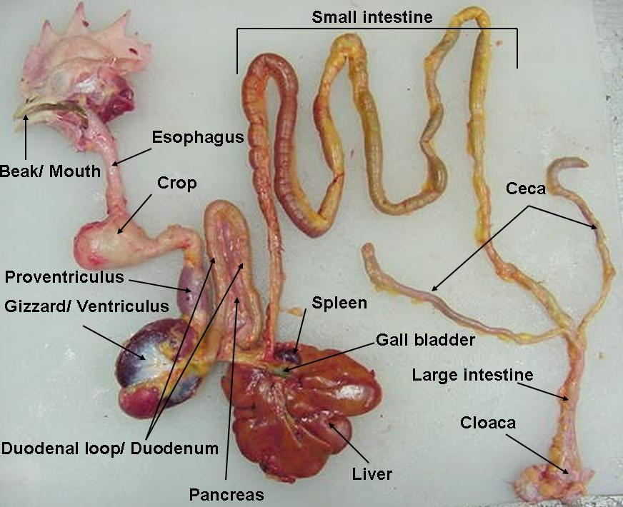 Poultry Management. Anatomy and Physiology of the Chicken