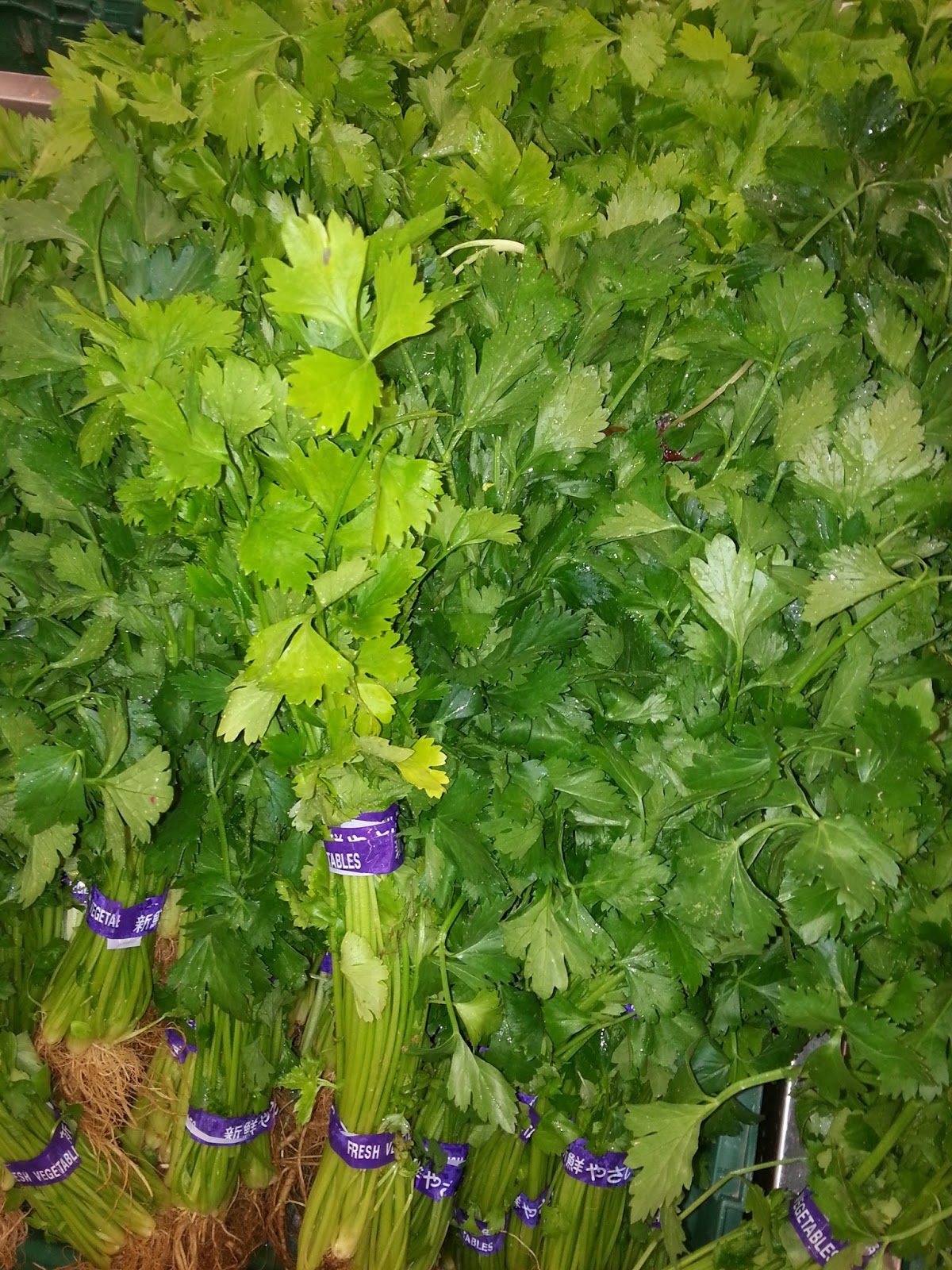 Xing Fu CILANTRO AKA CORIANDER AKA CHINESE PARSLEY