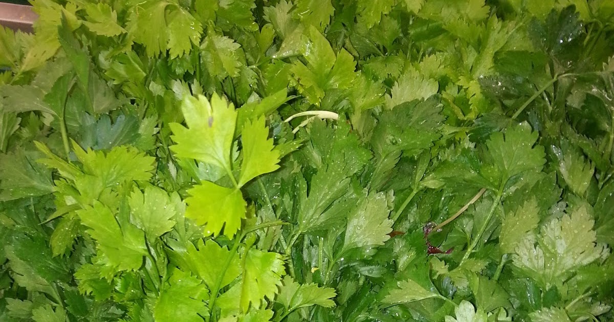 Xing Fu CILANTRO AKA CORIANDER AKA CHINESE PARSLEY