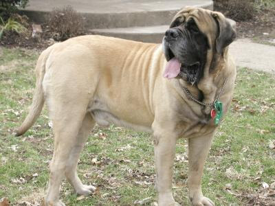 Mastiff Dog Breed Pictures