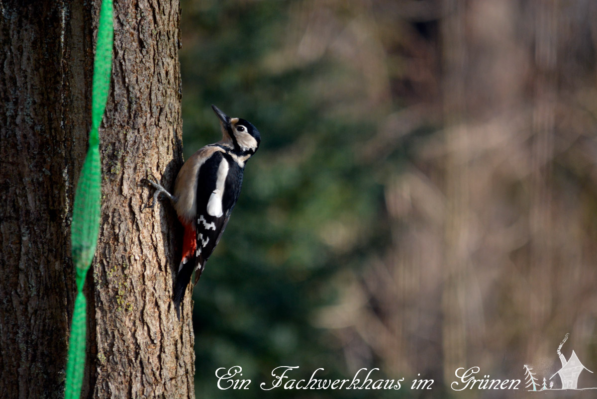 Der Buntspecht Ein Fachwerkhaus im Grünen