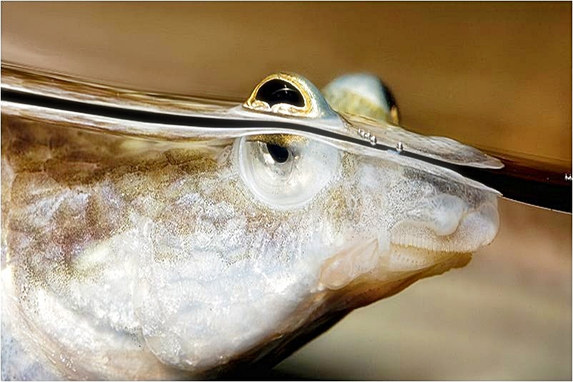 Mata ikan apa banyak Bahaya Penyakit