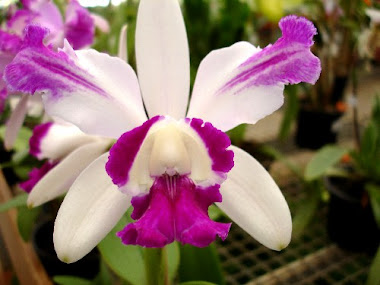 orquidea