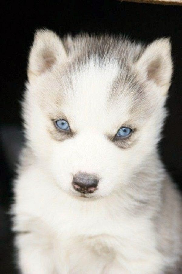 cute baby white husky puppies
