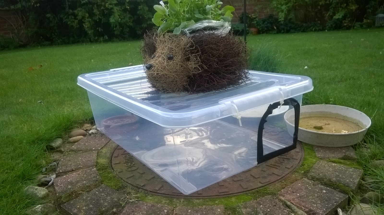 Yellow's Best Hedgehog Feeding Station