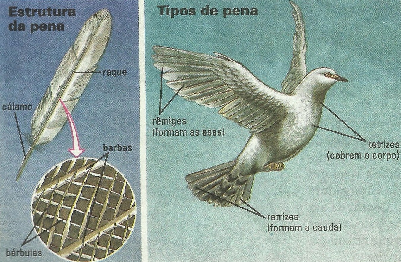 Zumbido de perda de peso