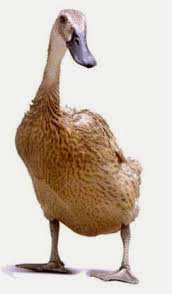 80+ Gambar Ayam Dan Bebek Paling Bagus 80+ Gambar Ayam Dan Bebek Paling Bagus