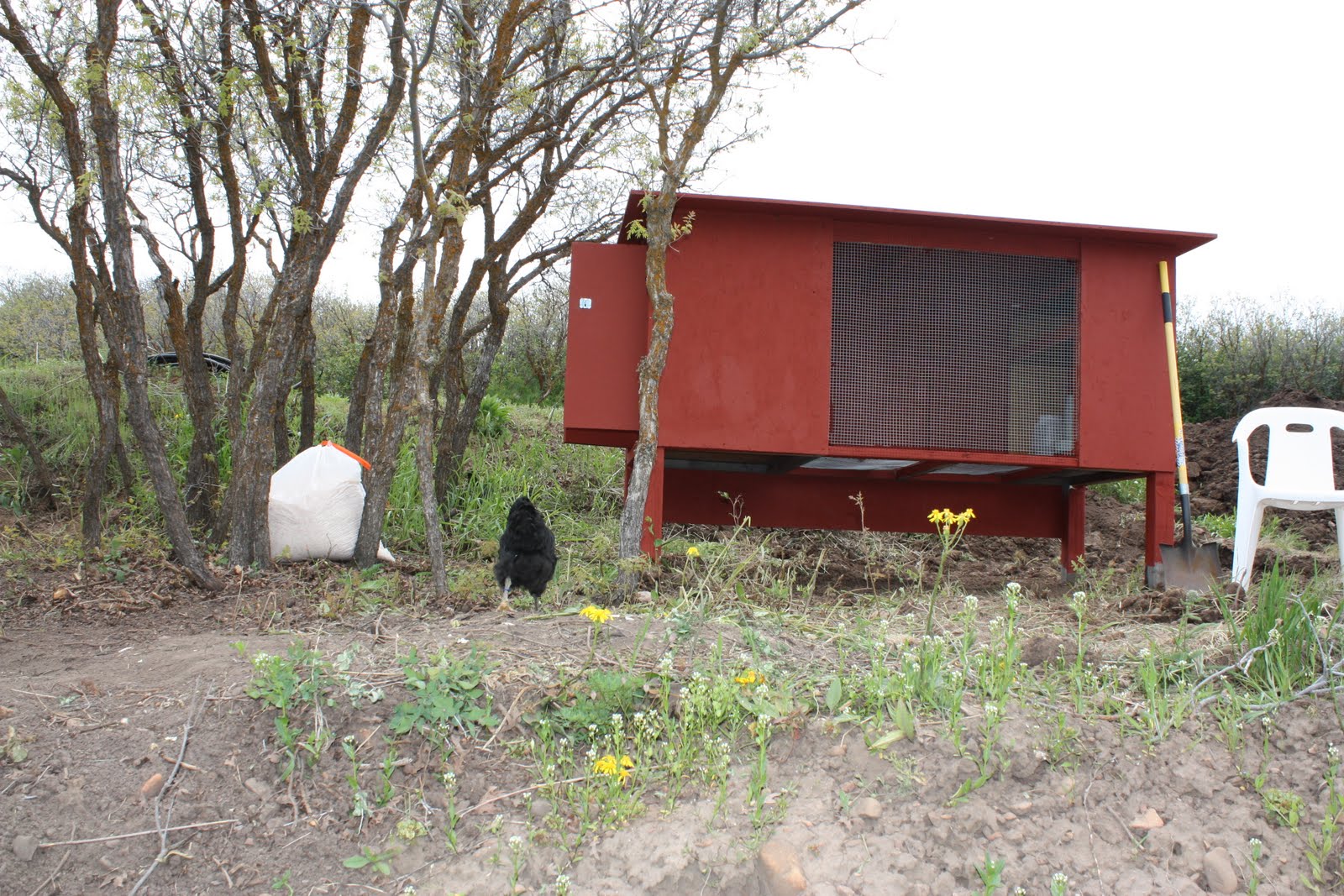 COUNTRY GIRL HOME {CHICKENS and COOP}