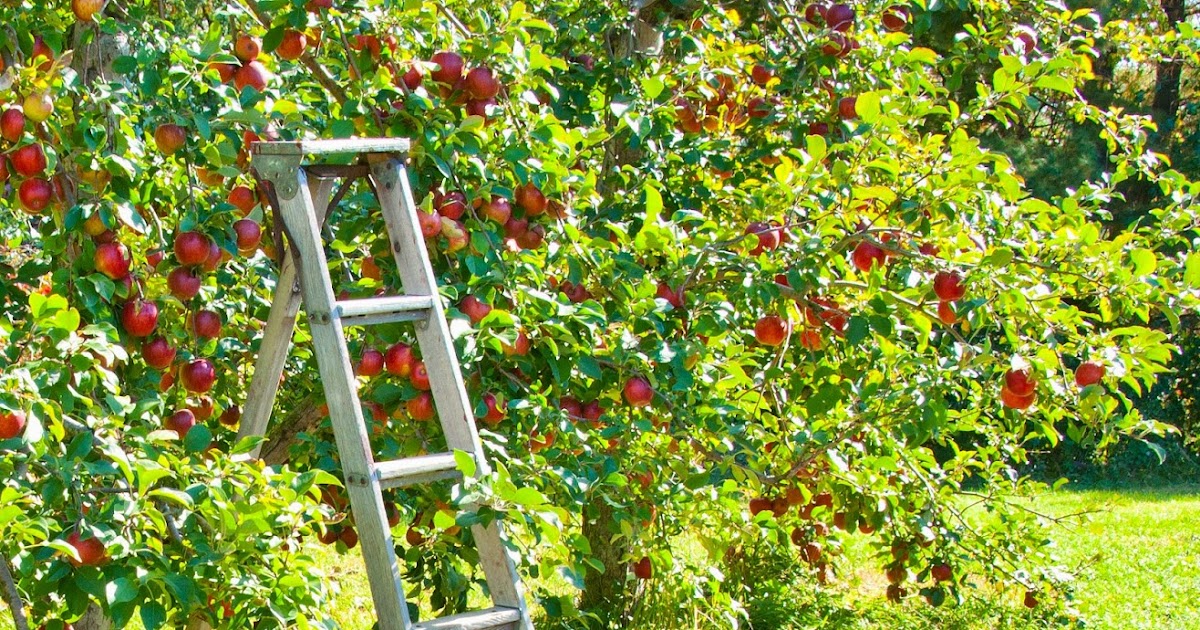 Healthy Sustainable Living 5 Reasons to Grow Fruit Trees... even in