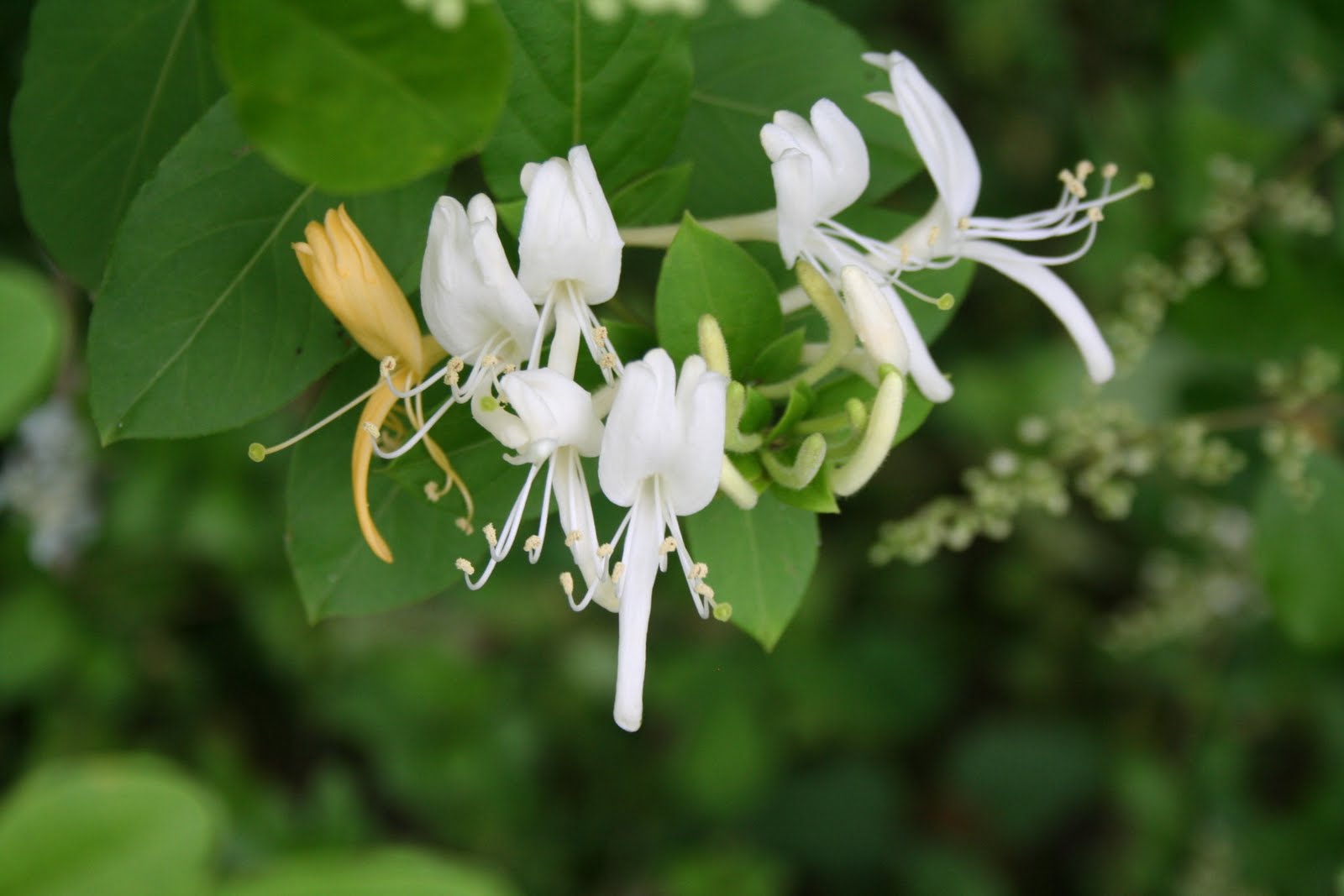 Celebrating Motherhood The sweet smell of honeysuckle on the farm
