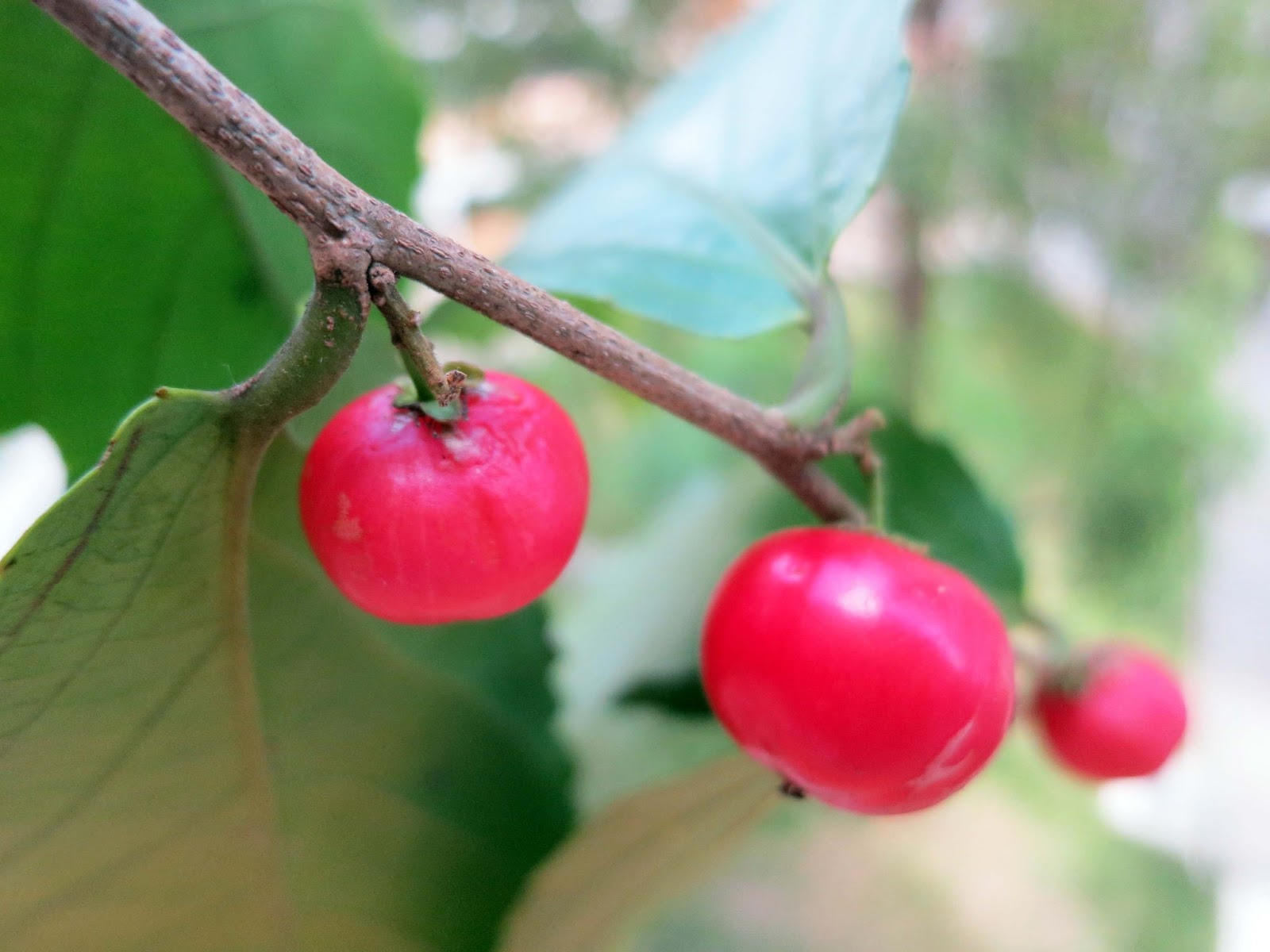 Singapore cherries