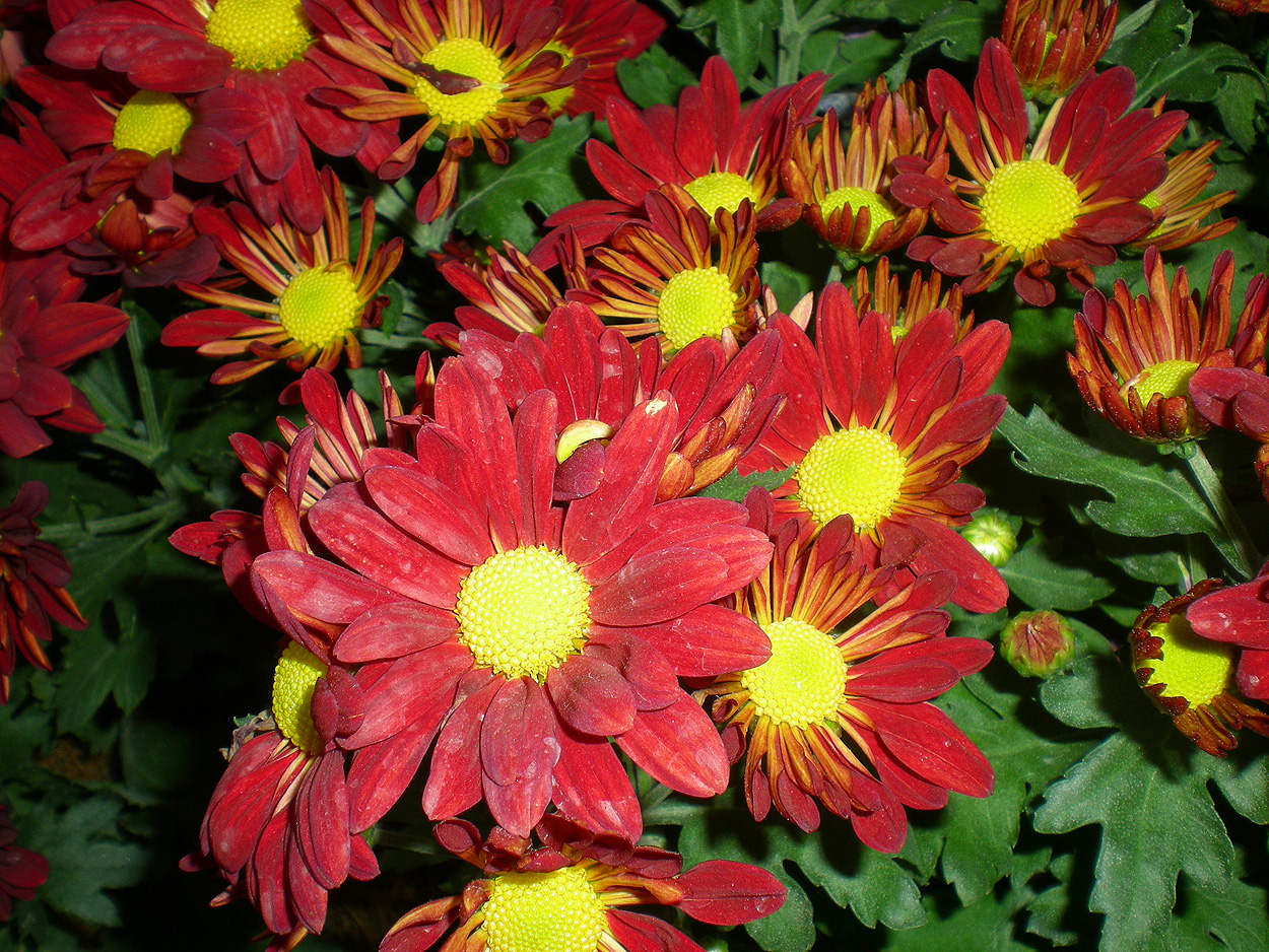 Nama-Nama Bunga Di Malaysia