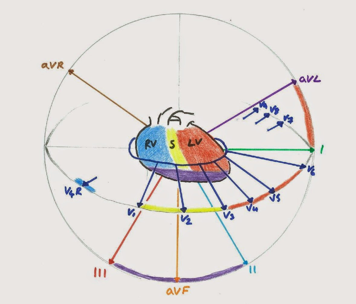 Hunting the Culprit: (Properly) Understanding ECG Leads ... ekg heart diagram 