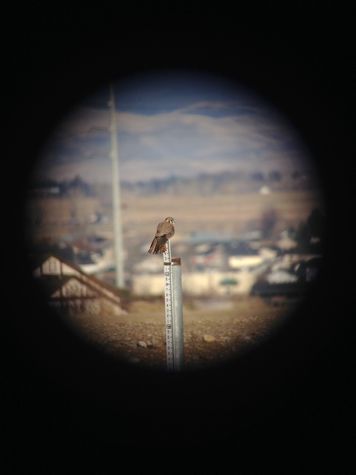 Birding Is Fun! Review Phone Skope