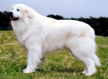 Venti. Millennium Snow