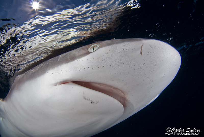 Biología Ampollas de Lorenzini