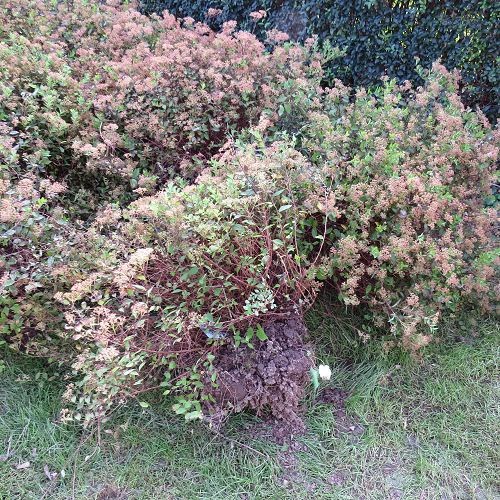 Margeraniums Gartenblog: Gartenarbeit... und jetzt habe ich Rücken!!!!