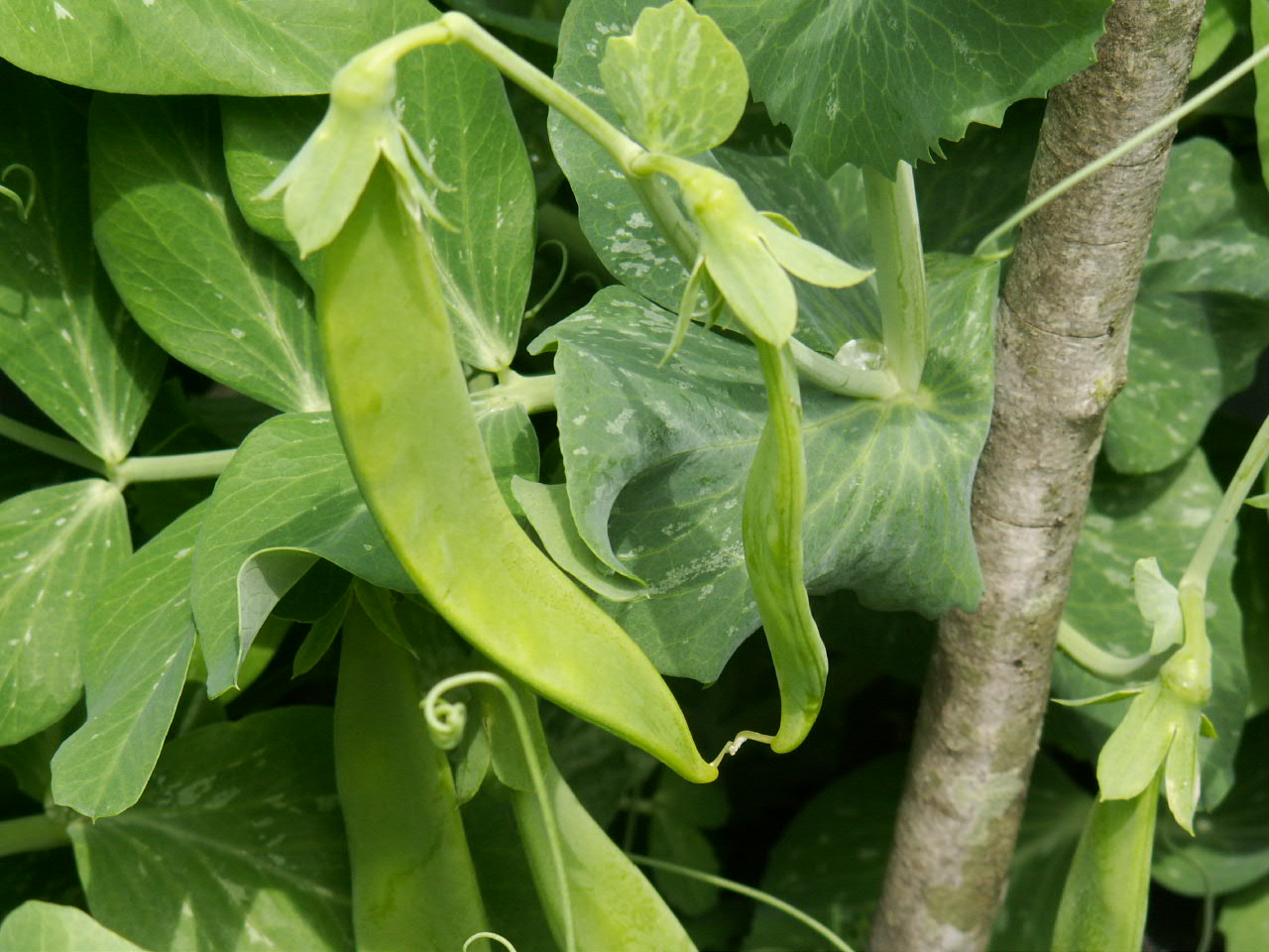 How to Grow Your Own Peas The Free Range Life