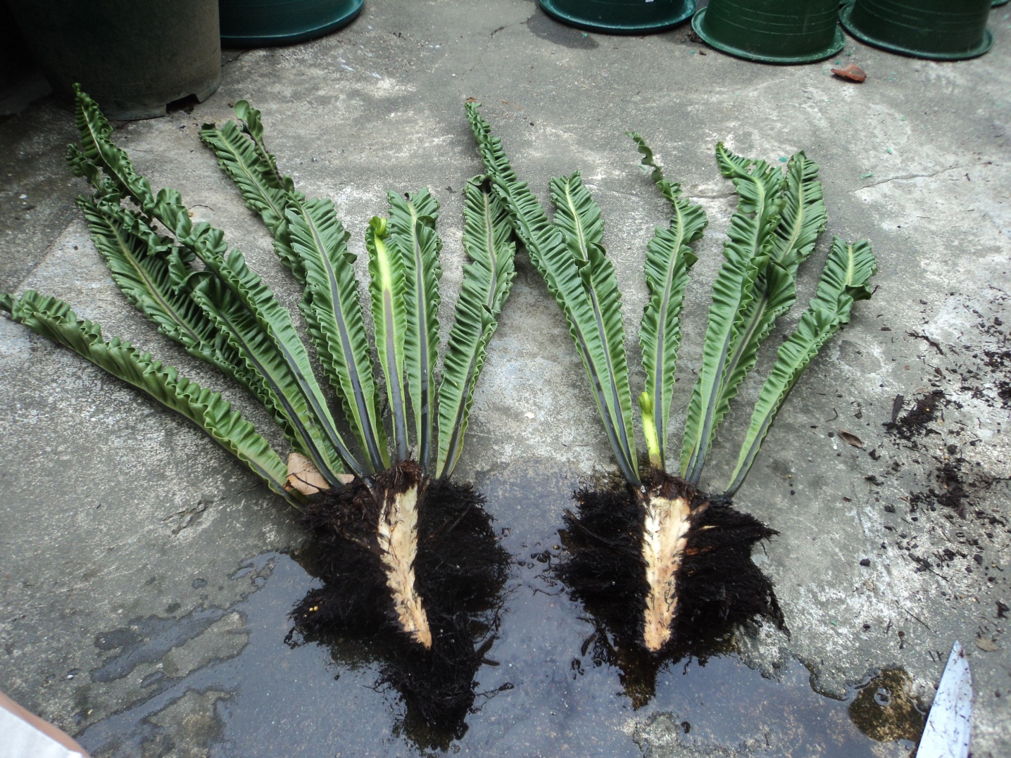This Old House How to Propagate a Birds Nest Fern
