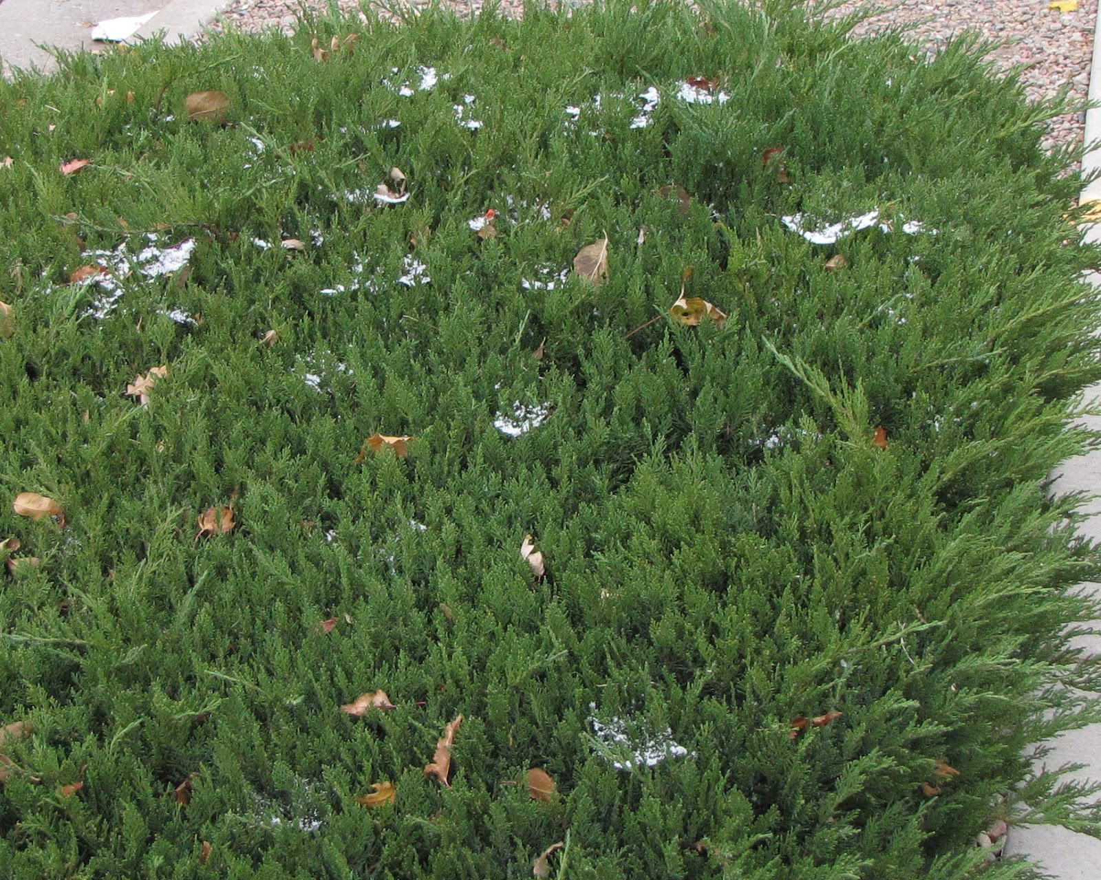 how to kill spider webs on her boxwoods? Yahoo Answers