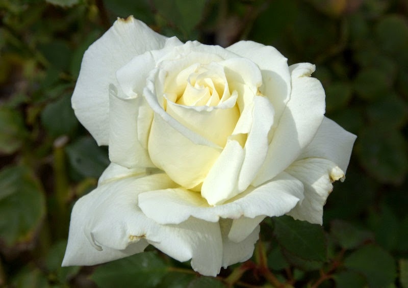 Organic Garden Dreams January Roses