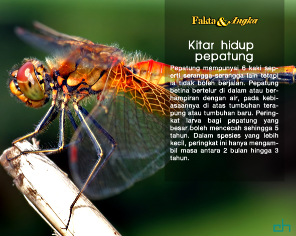 Kitaran Hidup Lalat