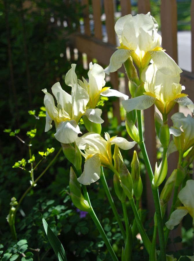 Wife, Mother, Gardener Iris Combinations for May
