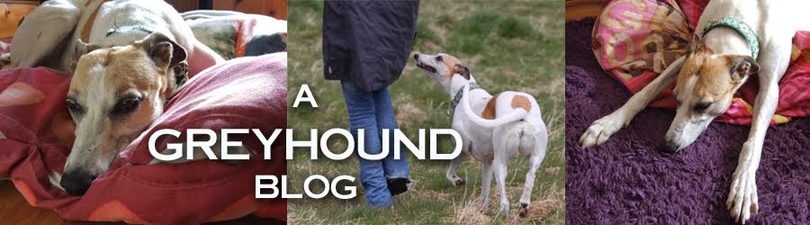 Greyhound Blog