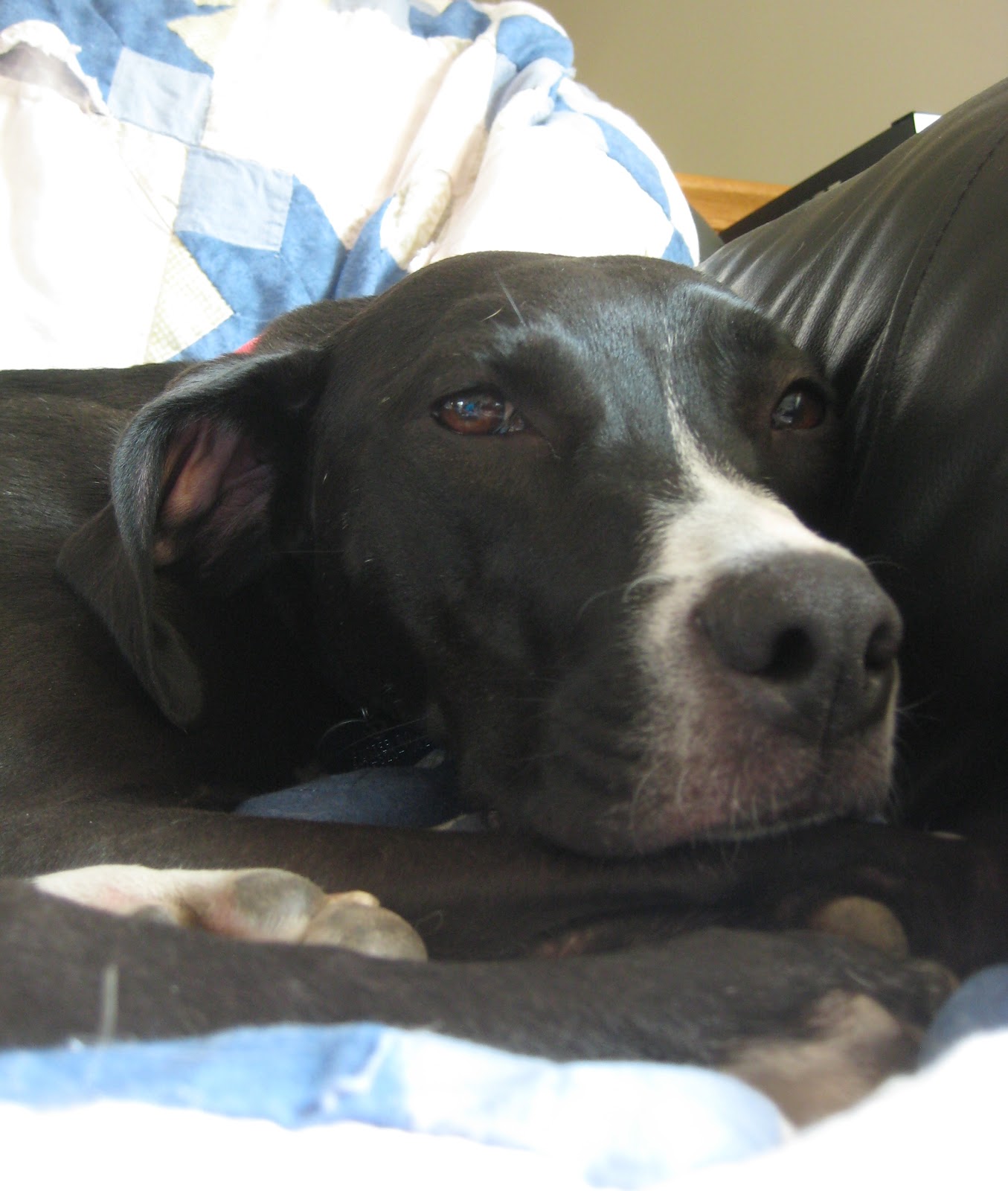 Chloe German Shorthair Pointer + Lab Mix / Adoptable Dogs Wags