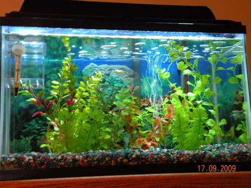 Ikan Aquarium