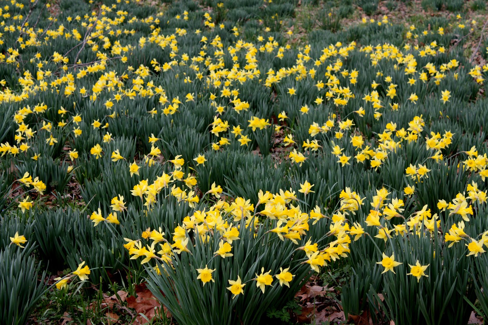 Southern Lagniappe The Jonquils are Blooming!