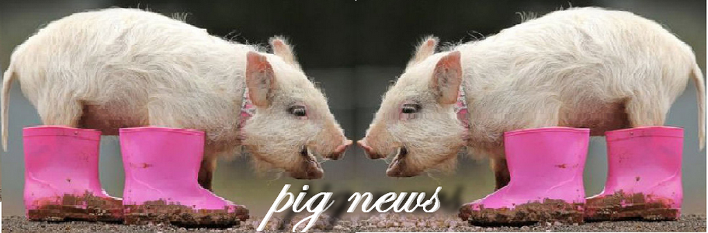Pig News