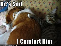 cat%2Bcomforts%2Bsad%2Bdog.jpg