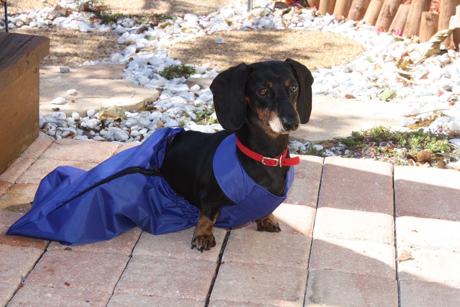 Handicapped Pets Paralyzed Dogs Need Wheelchairs and More