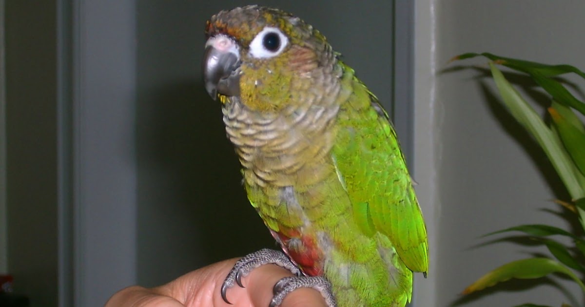Creative Food Meet Kiwi, our Green Cheek Conure