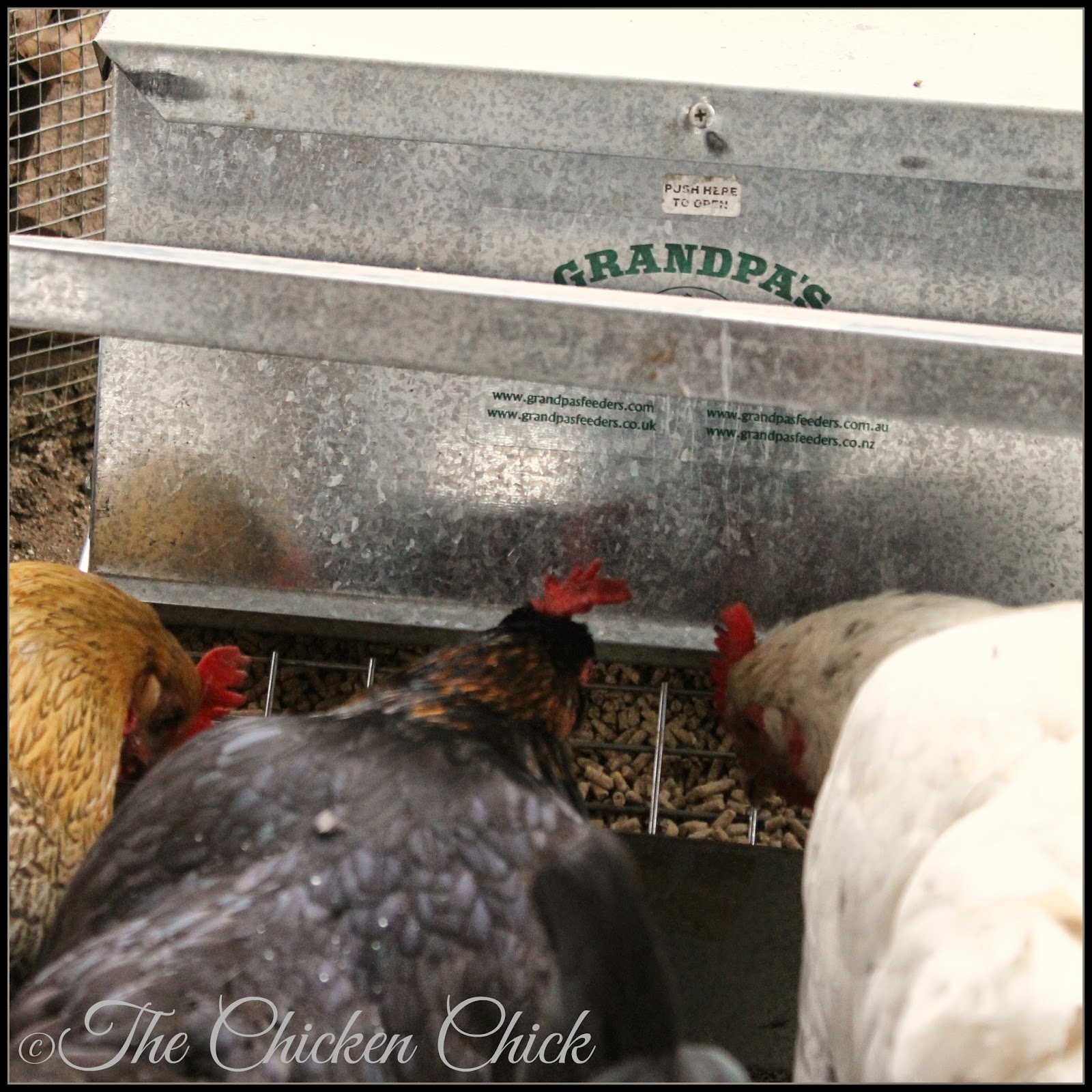 The Chicken Chick®: Chicken Anatomy: The Crop, Impacted Crop & Sour Crop