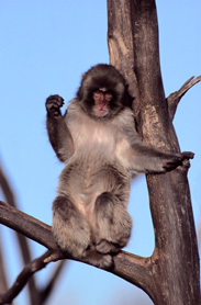 free images all world: Animals wallpaper